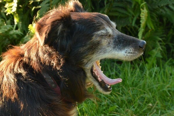 Senior dog yawning, photo