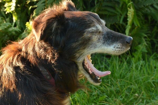 Senior dog with mouth open wide as if coughing due to laryngeal paralysis