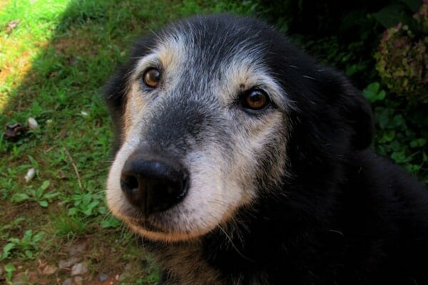 Old black Labrador Retriever with grey face sitting outside in shade  