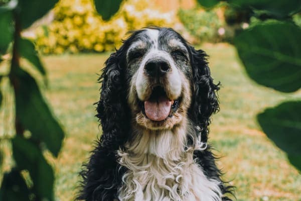 Springer Spaniel panting on a sunny day