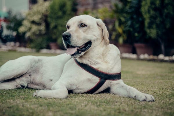 Yellow Labrador Retriever wearing harness (which is recommended for dogs with laryngeal paralysis) rather than a neck collar 