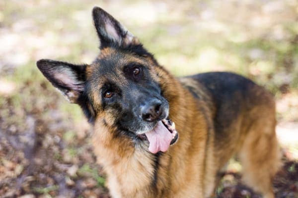 German Shepherd tilting its head, photo