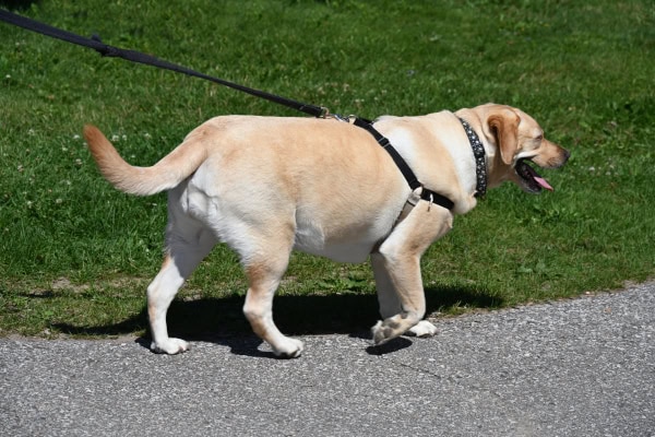 Dog at risk for laryngeal paralysis walking on a harness instead of a collar