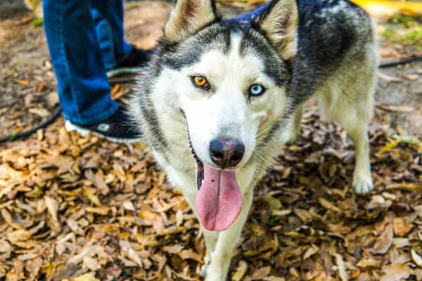 Young Huskie dog panting who could be at risk for layngeal paralysis