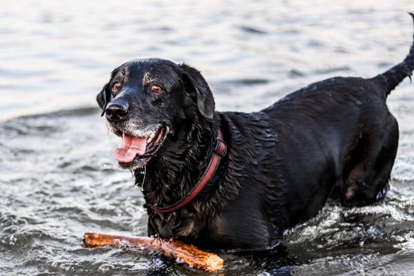 Black lab in water with stick who could be at risk for layngeal paralysis
