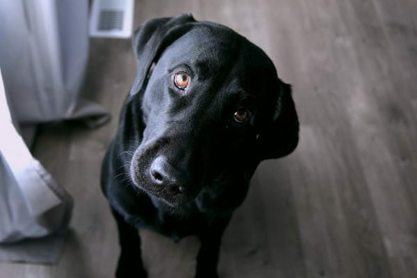 Black lab tilting head, photo