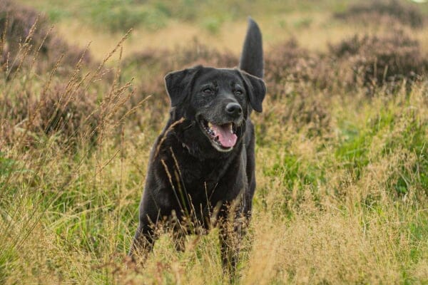 Black lab in field, photo