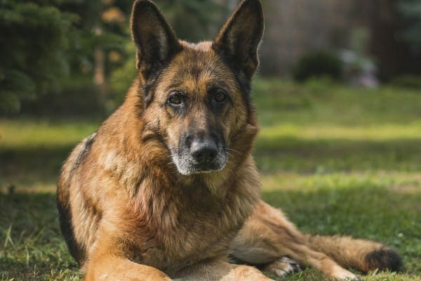 German Shepherd laying down in grass, photo