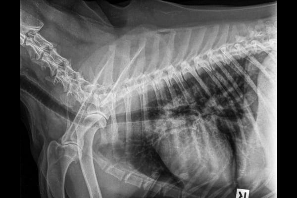 Xray of a dog thorax