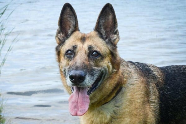 German Shepherd at lake who could be at risk for layngeal paralysis