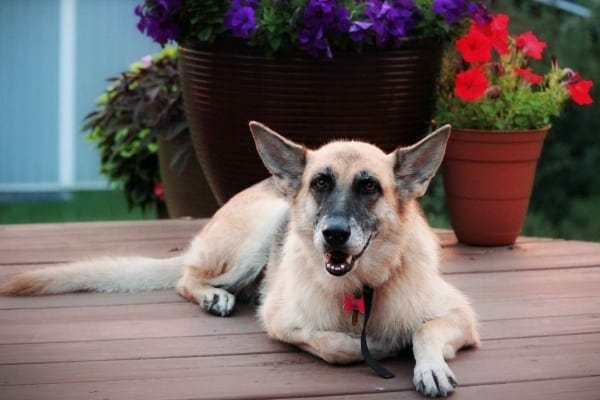 German Shepherd lying down, photo