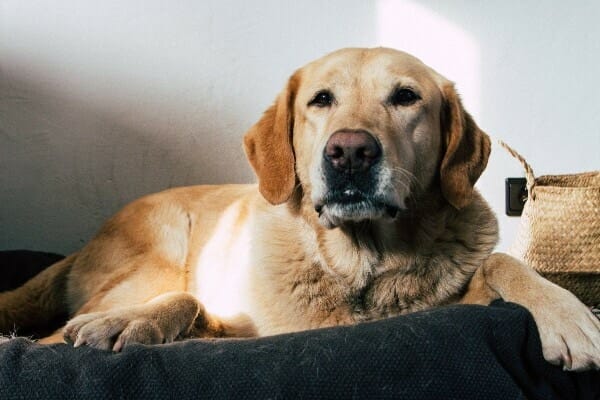 Yellow Lab laying down inside to stay cool on hot days 