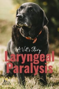 photo black Labrador Retriever and  title A Vet's Story: Laryngeal Paralysis