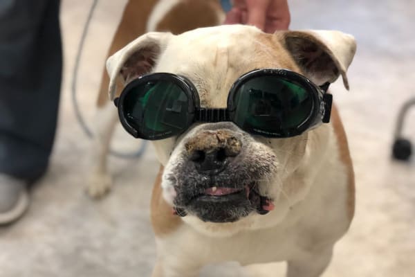 Bulldog wearing doggles, photo