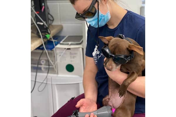 Small dog receiving laser therapy. photo