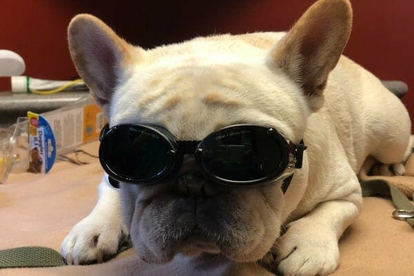 French Bulldog wearing doggles, photo