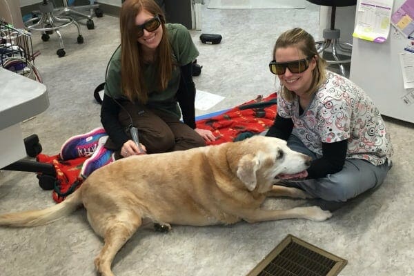 Two veterinary technicians performing laser therapy on an old lab, photo