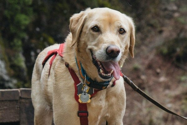 Senior yellow lab outdoors, photo