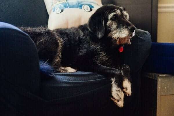 old dog lying in chair, photo