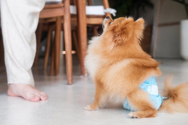Female dog wearing a diaper due to leaking urine