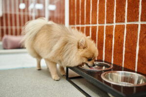 Female Dog Leaking Urine While Resting? Causes and How to Help - Dr