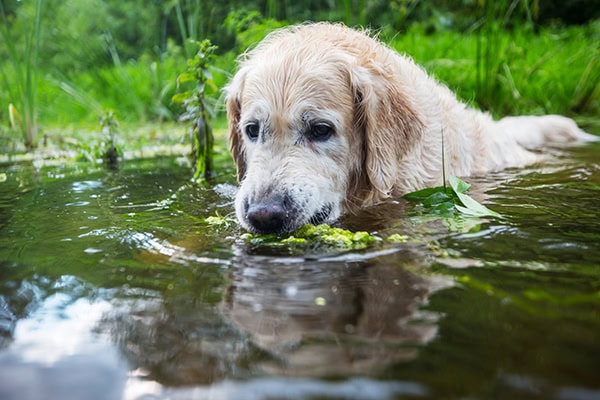 Golden Retriever dog swimming in a pond