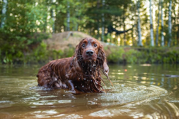Spaniel dog playing in a pond