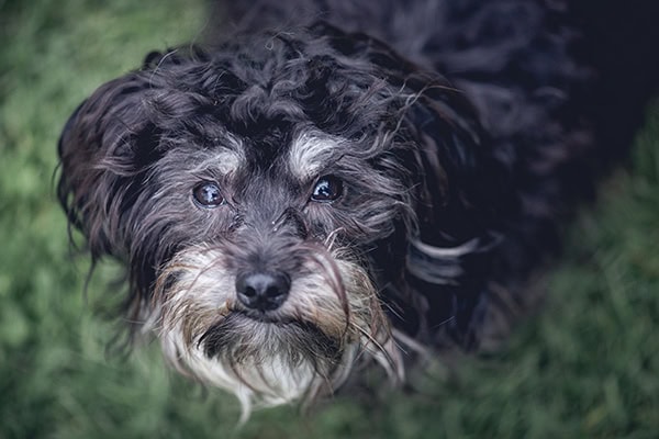 Yorkie standing in a grassy field and looking up as if wondering about lepto in dogs
