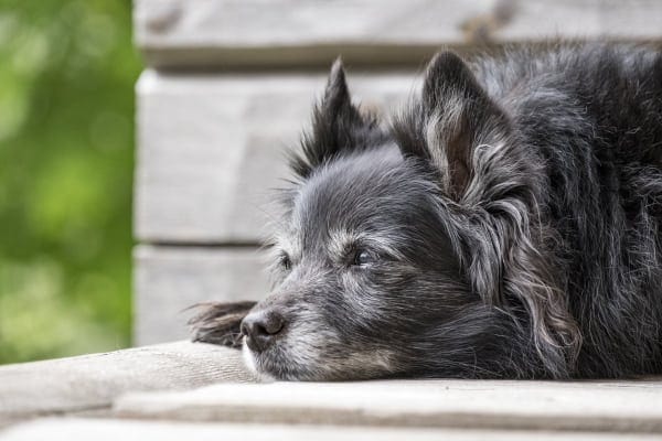 dog lying down looking tired, photo