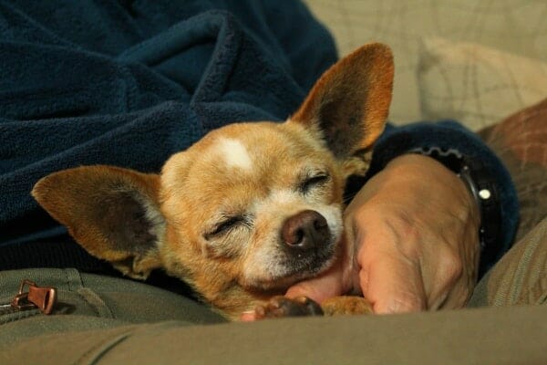 Tired Chihuahua sleeping in his owner's lap
