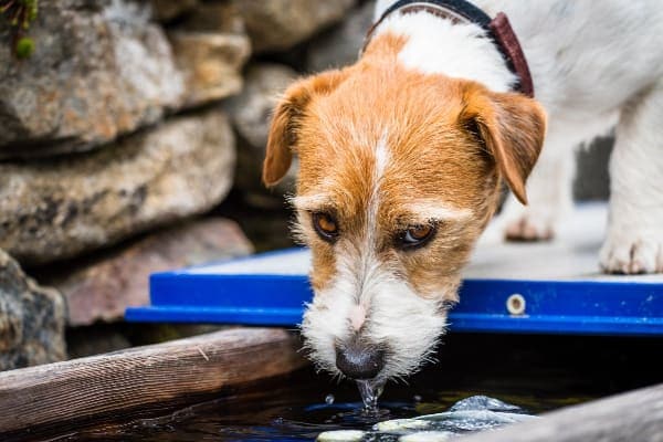 Jack Russell Terrier drinking water and looking tired