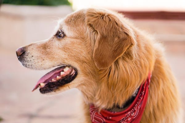 Senior Golden retriever dog panting and looking to the side