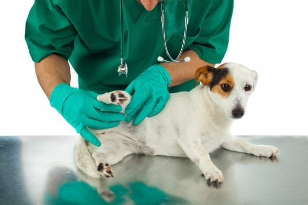 A veterinarian examining a Terrier dog  who may be lethargic 