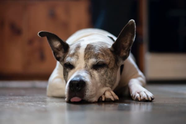 Senior dog lying down with tongue sticking out, photo