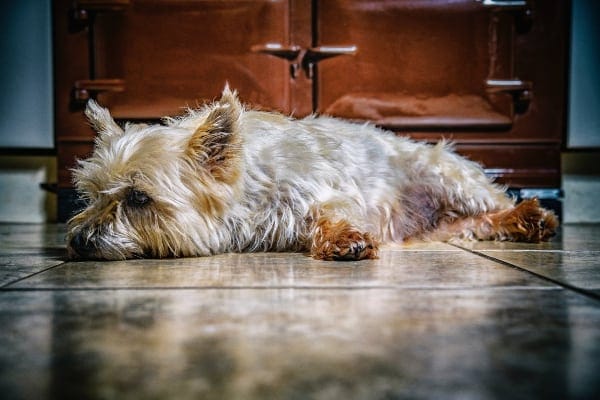 Yorkshire terrier, one of the breeds more prone to pancreatitis in dogs, lying on floor, photo