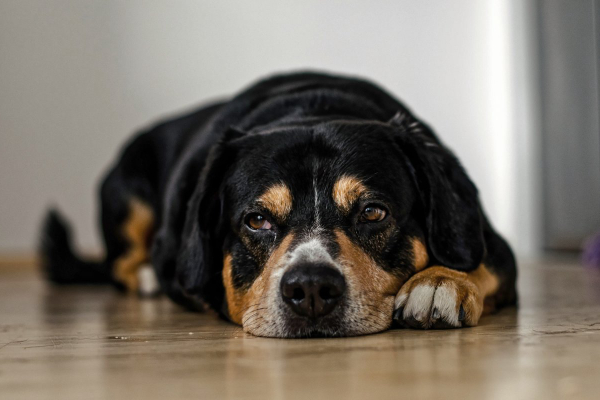 Beagle mix lying on the hardwood floor.