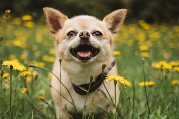 Chihuahua sitting in a field of yellow flowers.