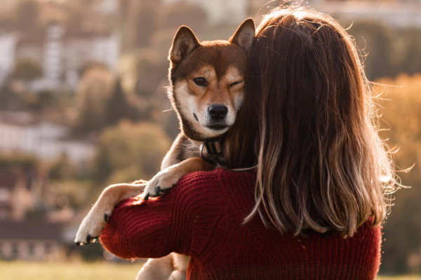 Female dog owner holding a Shiba Inu and hugging him.