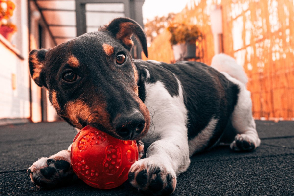 Terrier playing with a red ball as an example of an enrichment activity to help reduce anxiety that can cause lick granulomas in dogs