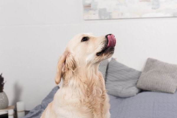 Golden Retriever puppy licking the air in the house