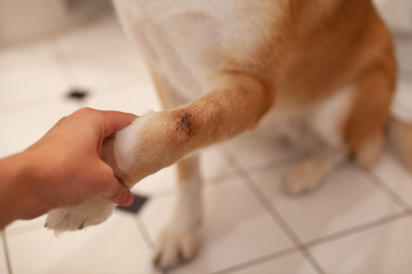 Owner holding the paw of a yellow dog with a lick granuloma.