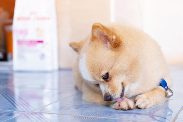 Pomeranian dog licking at paw