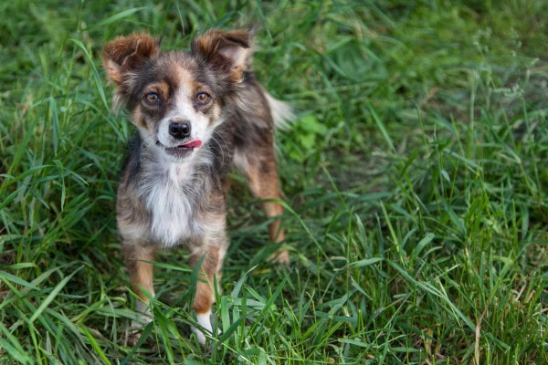 Young puppy licking the air while standing in the yard