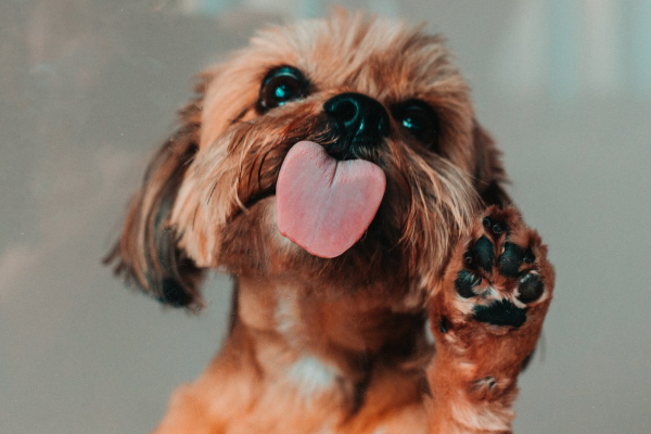 Shih Tzu licking abd holding up a paw.