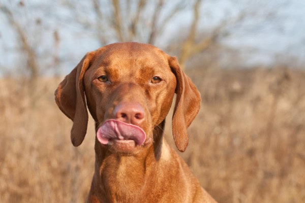 Viszla licking the air while standing in a field