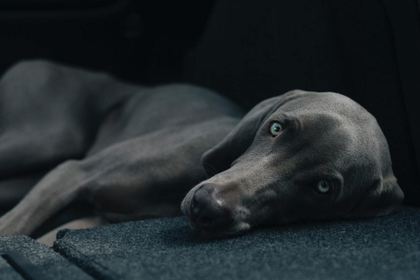 Weimaraner, a dog breed which tends to get lick granulomas, lying on the couch