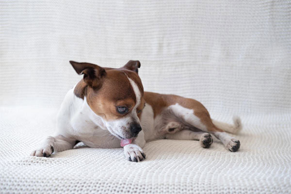 Chihuahua licking a front paw