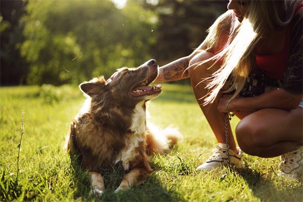Owner distracting a dog from licking feet