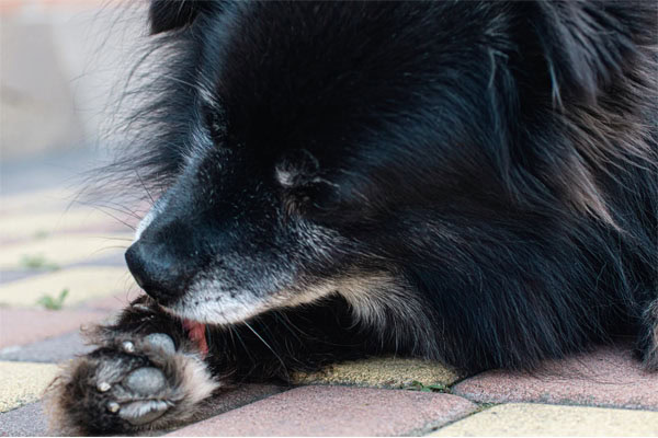 Old dog licking a paw