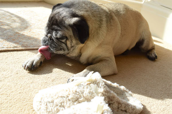 Old dog licking a paw while lying down